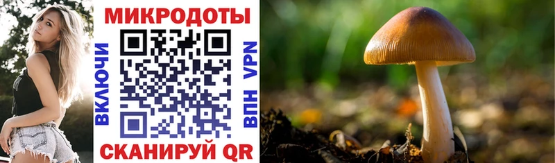 Купить  Бугульма  Псилоцибиновые грибы Psilocybe 